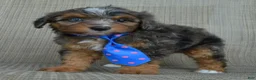 Mini Aussiedoodle dogs for sale: Mini Ace - Ad 1