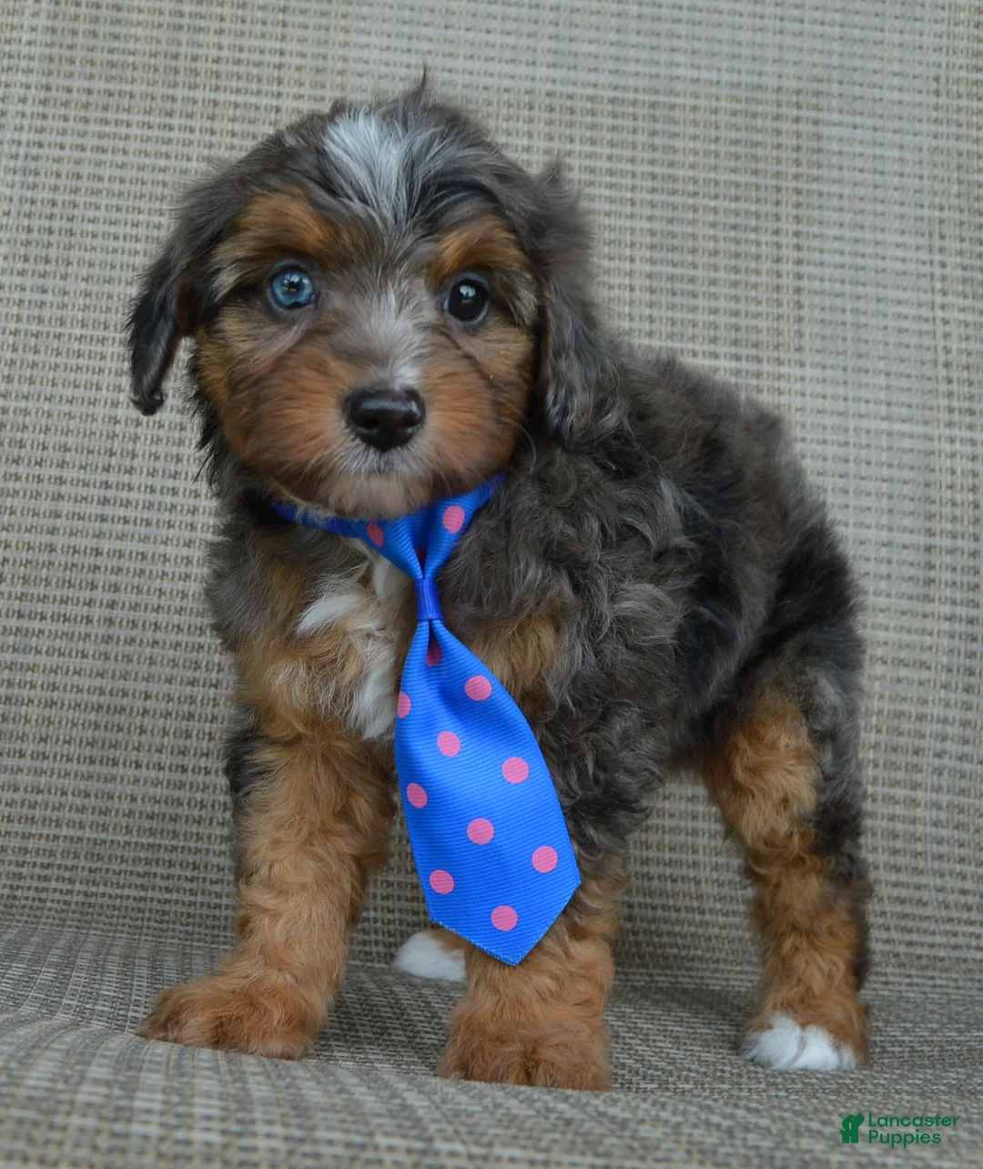 Mini Aussiedoodle dogs for sale: Mini Ace - Ad 1