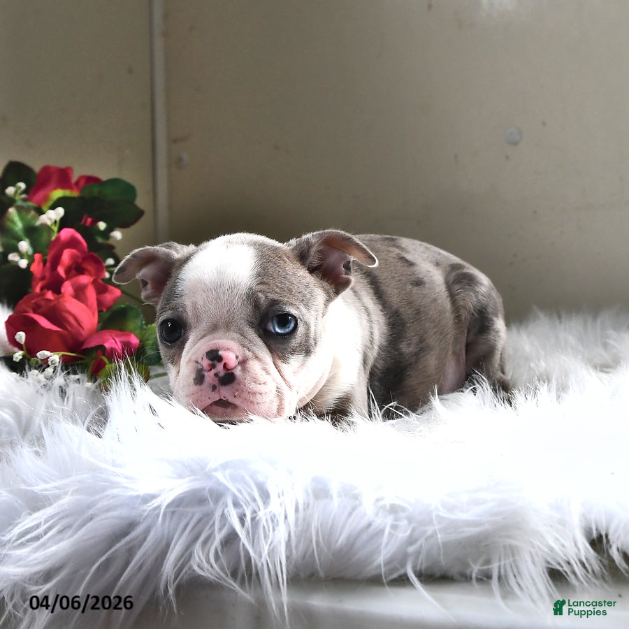 Boston Terrier dogs Paris - Ad 2