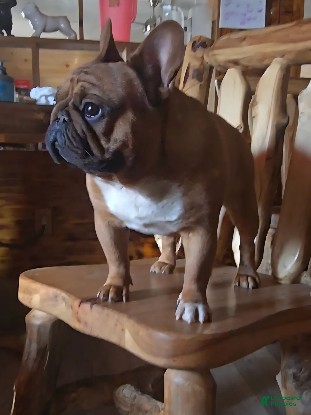 French Bulldog dogs for stud: Raider  - Ad 2