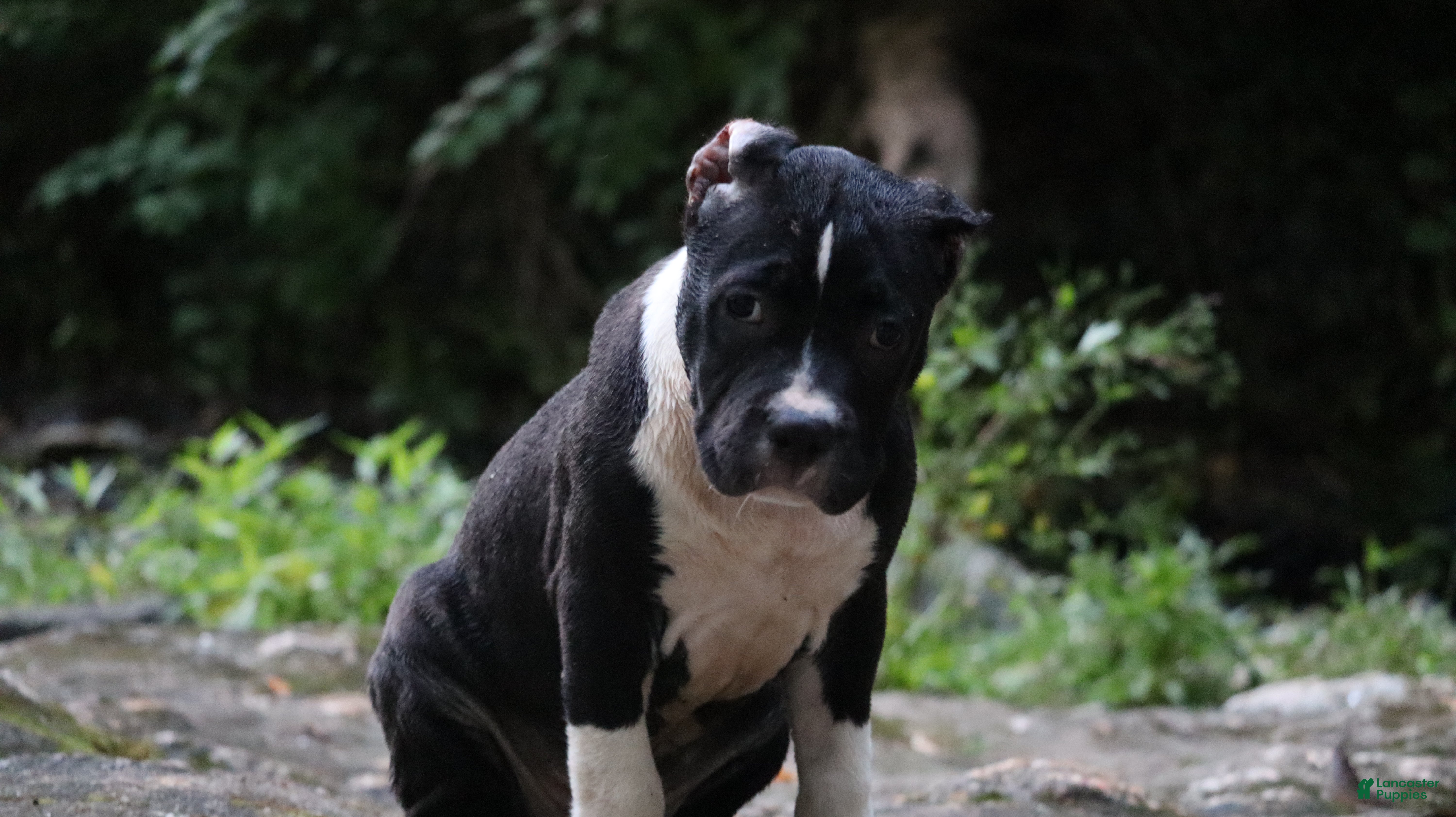 American Bully dogs Jet - Ad 2
