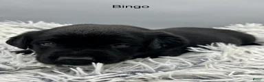 Bingo-Labrador Retriever Puppy 