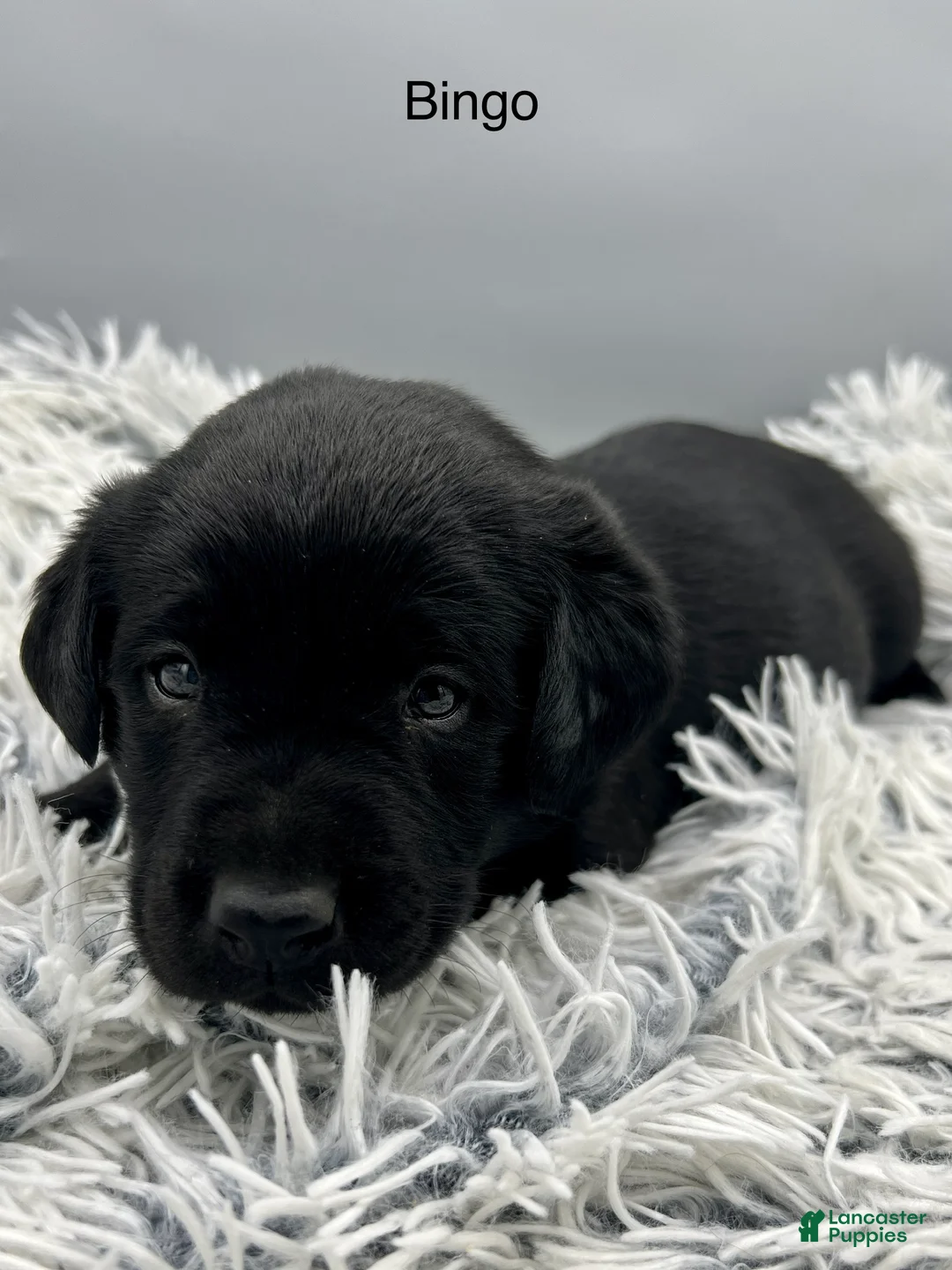 Labrador Retriever dogs for sale: Bingo-Labrador Retriever Puppy  - Ad 1