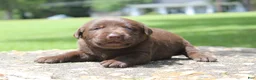 Labrador Retriever dogs for sale: Brook - Ad 3