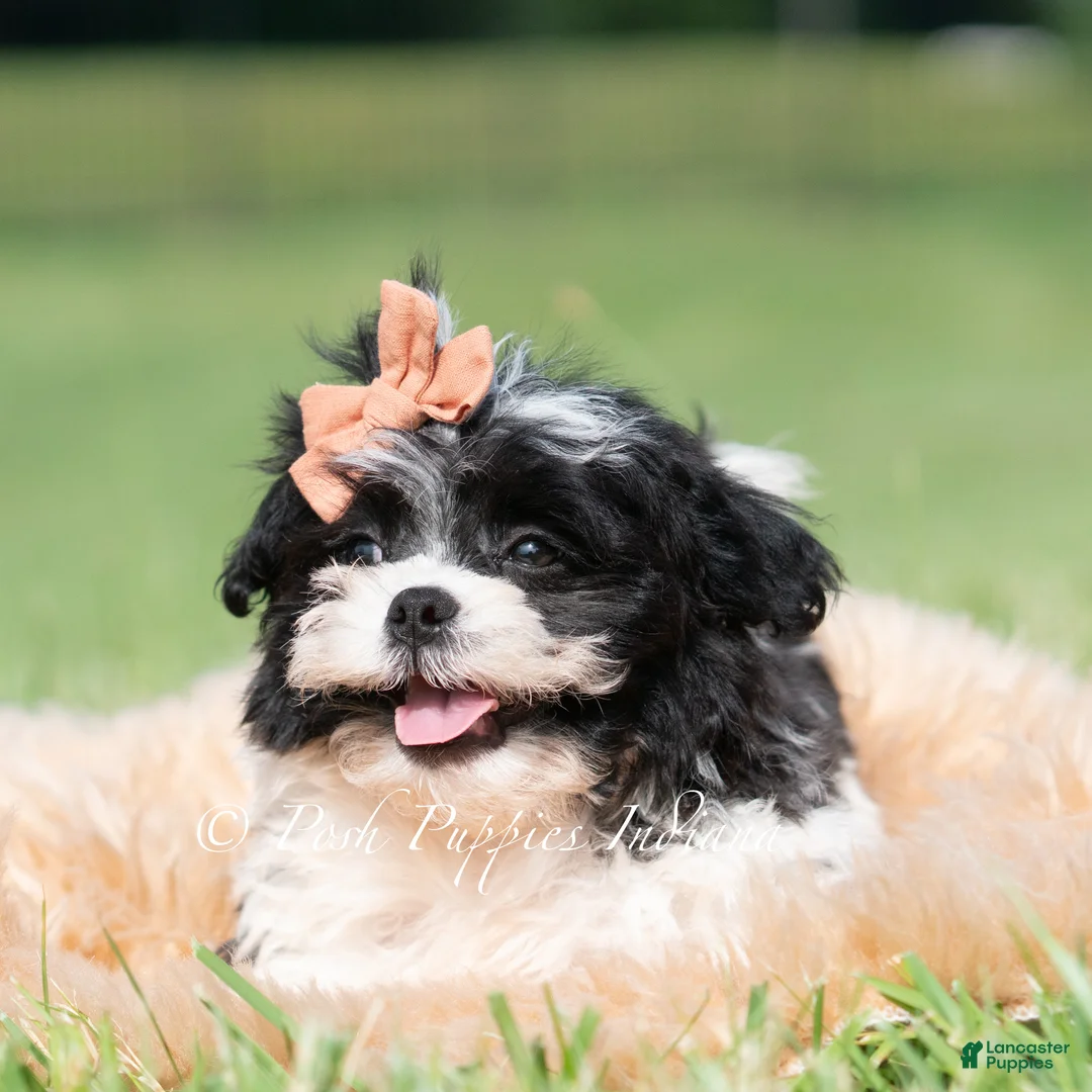 Shih Tzu dogs for sale: Barry Bloom - Ad 2