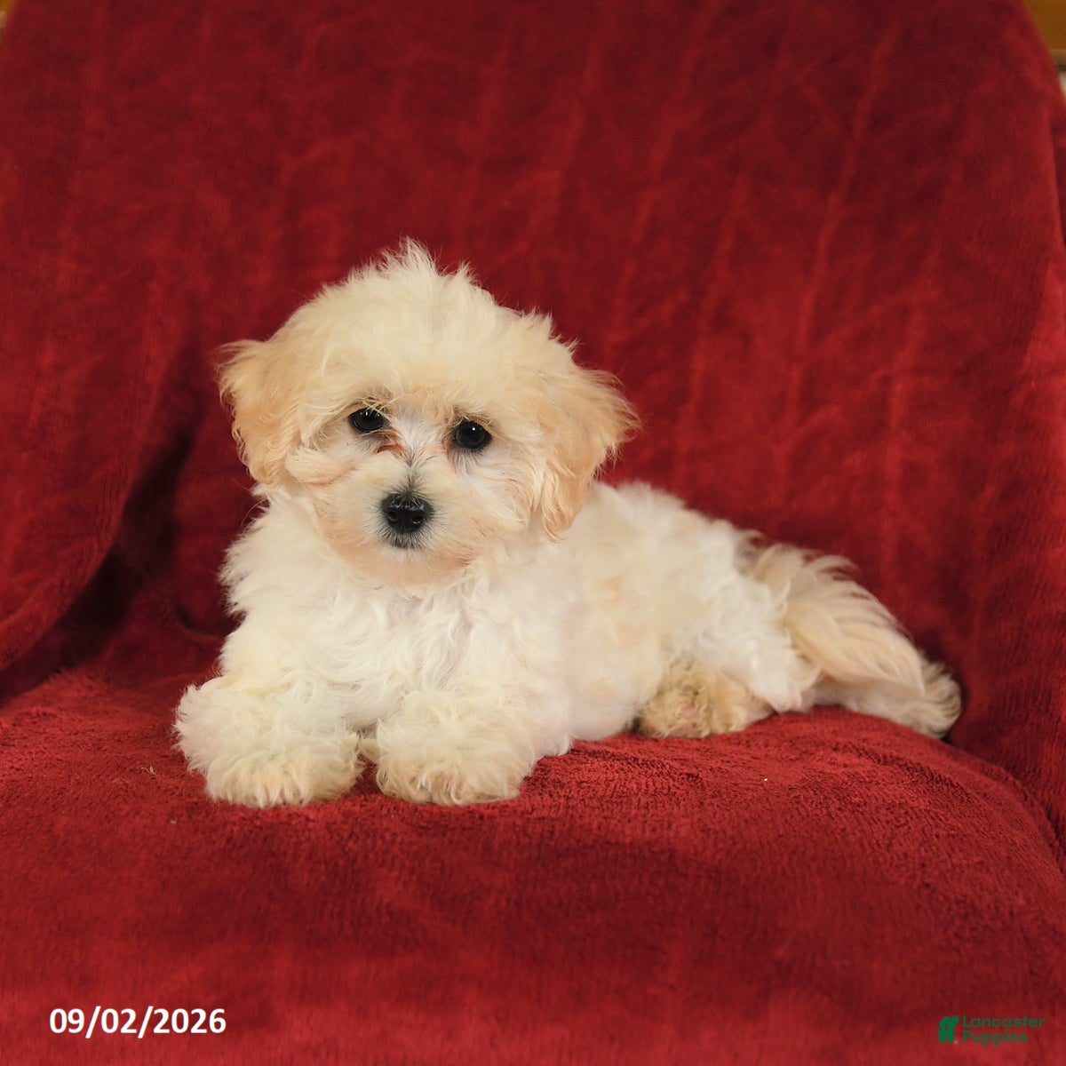 Maltipoo dogs Nancy - Ad 2
