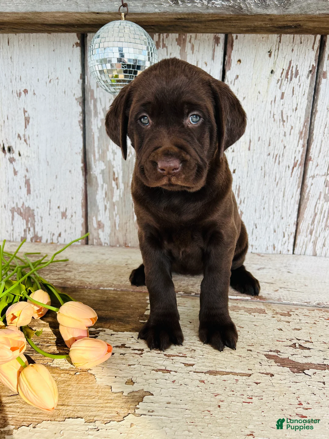 Labrador Retriever dogs for sale: Luna - Ad 8