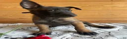 Belgian Malinois dogs for sale: Maverick - Ad 2