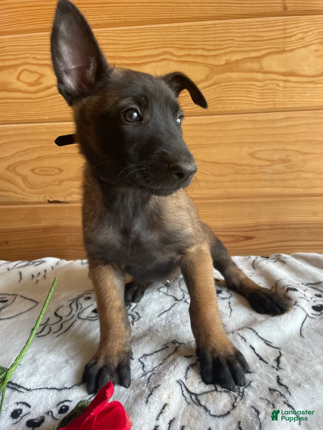 Belgian Malinois dogs for sale: Maverick - Ad 2