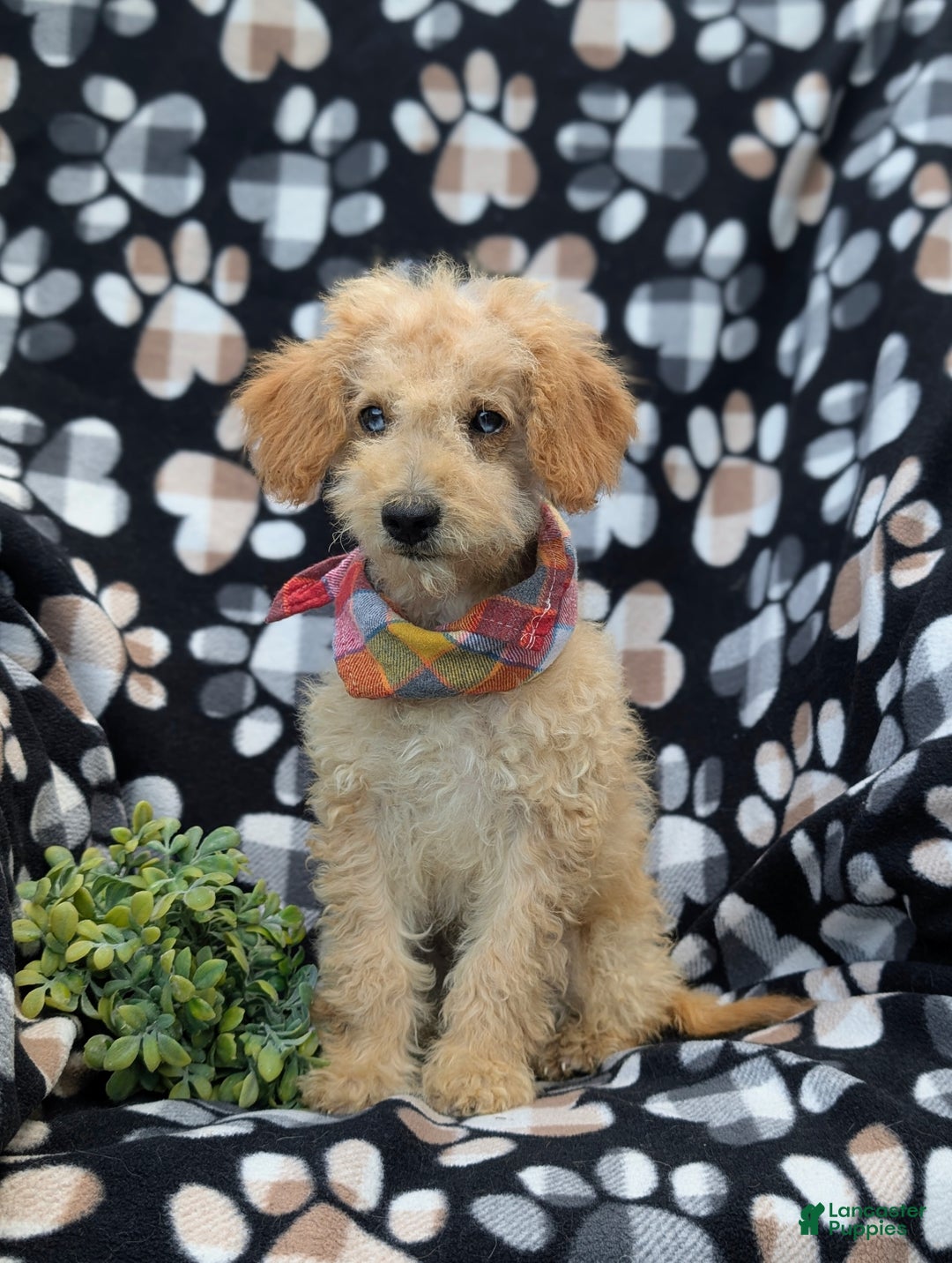 Cockapoo dogs for sale: Moore Hypoallergenic - Ad 2