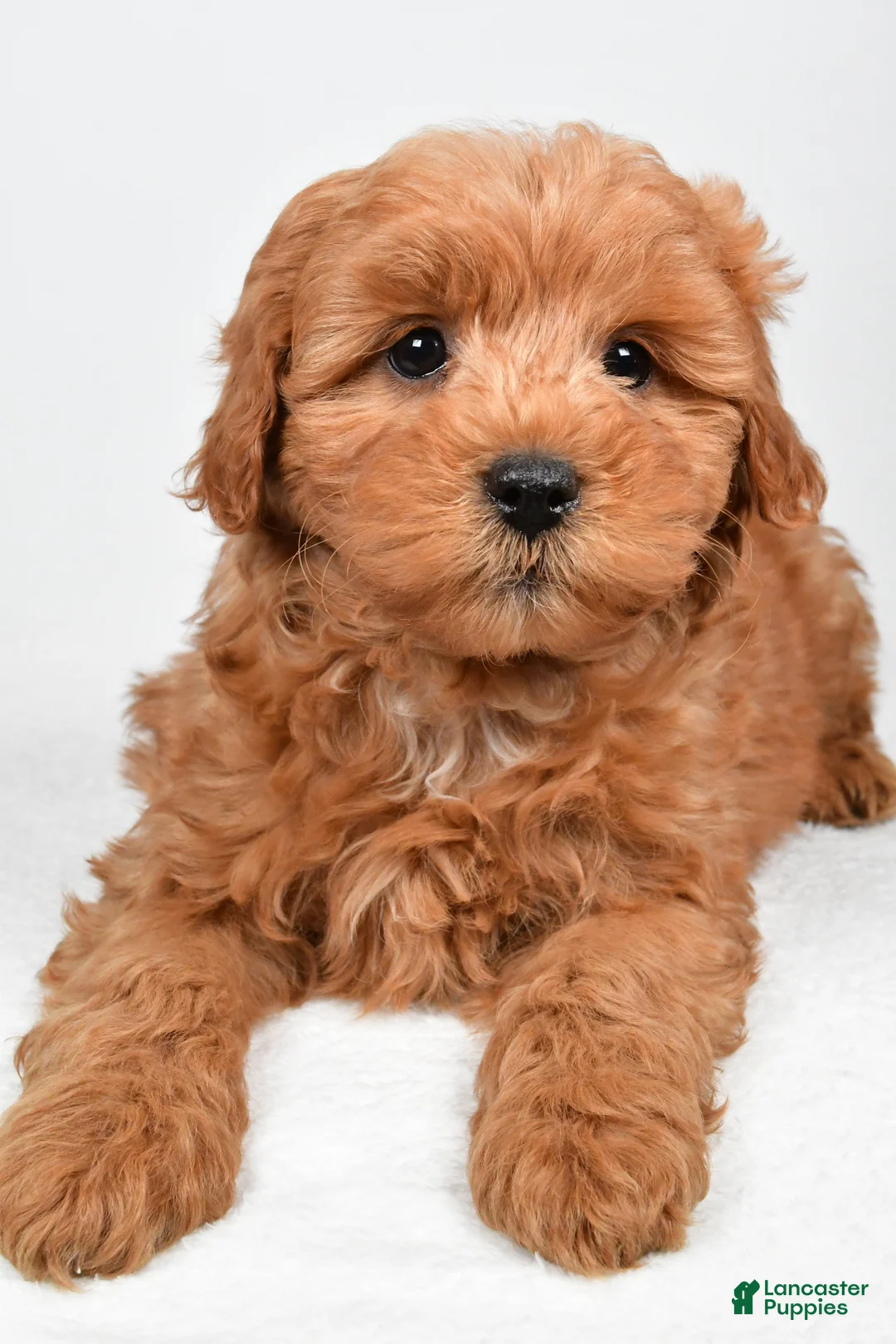 Mini Goldendoodle dogs for sale: Theo - Ad 1