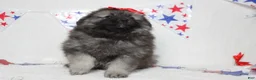 Keeshond dogs for sale: Anna - Ad 10