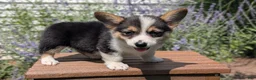 Welsh Corgi Pembroke dogs for sale: Lanie - Ad 6