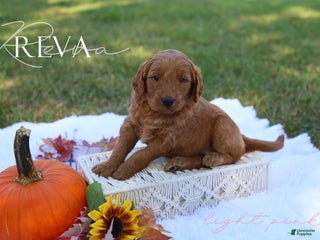 Mini Goldendoodle dogs - Ad 41