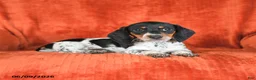 Miniature Dachshund dogs for sale: Abby - Ad 3