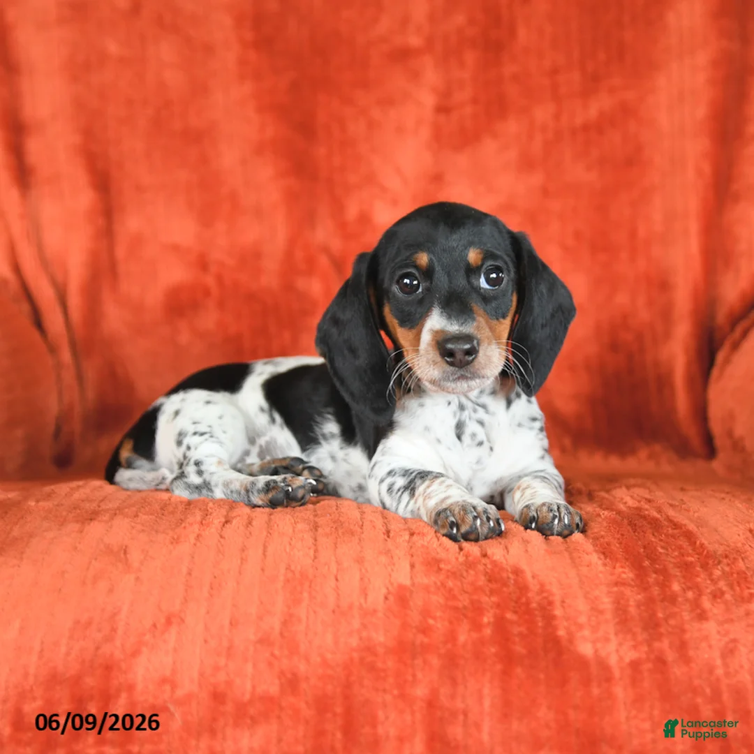 Miniature Dachshund dogs for sale: Abby - Ad 3
