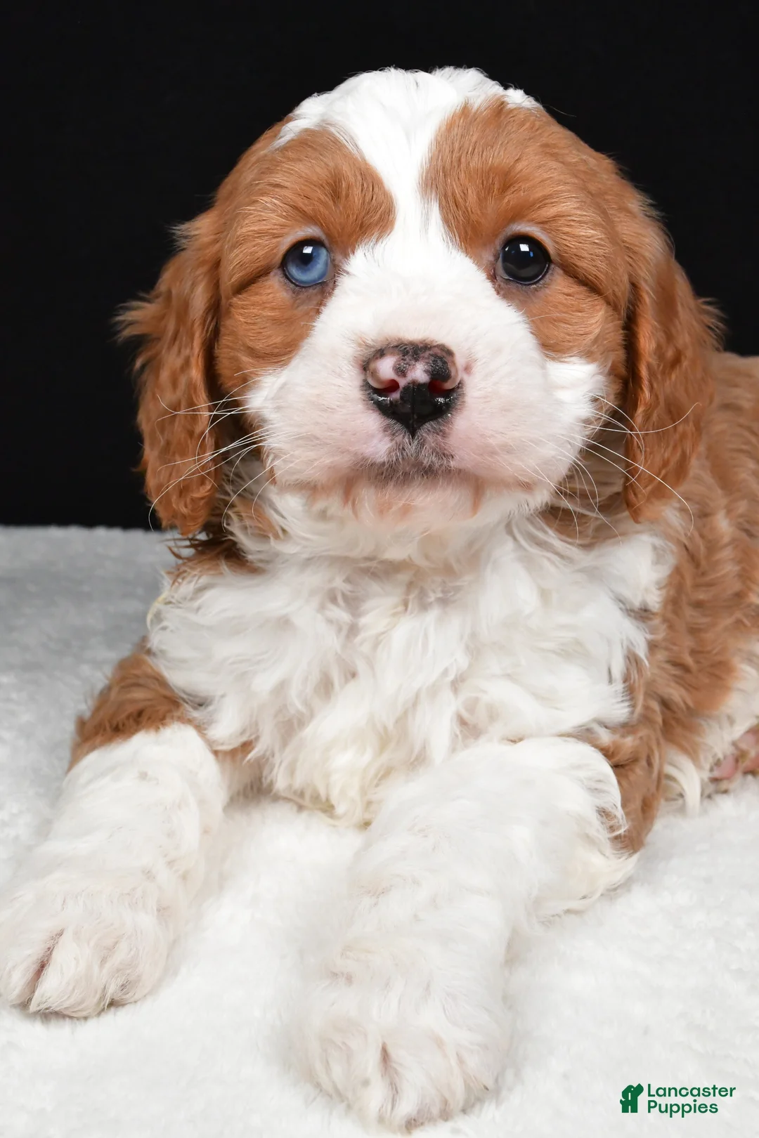 Mini Goldendoodle dogs for sale: Bennett - Ad 7