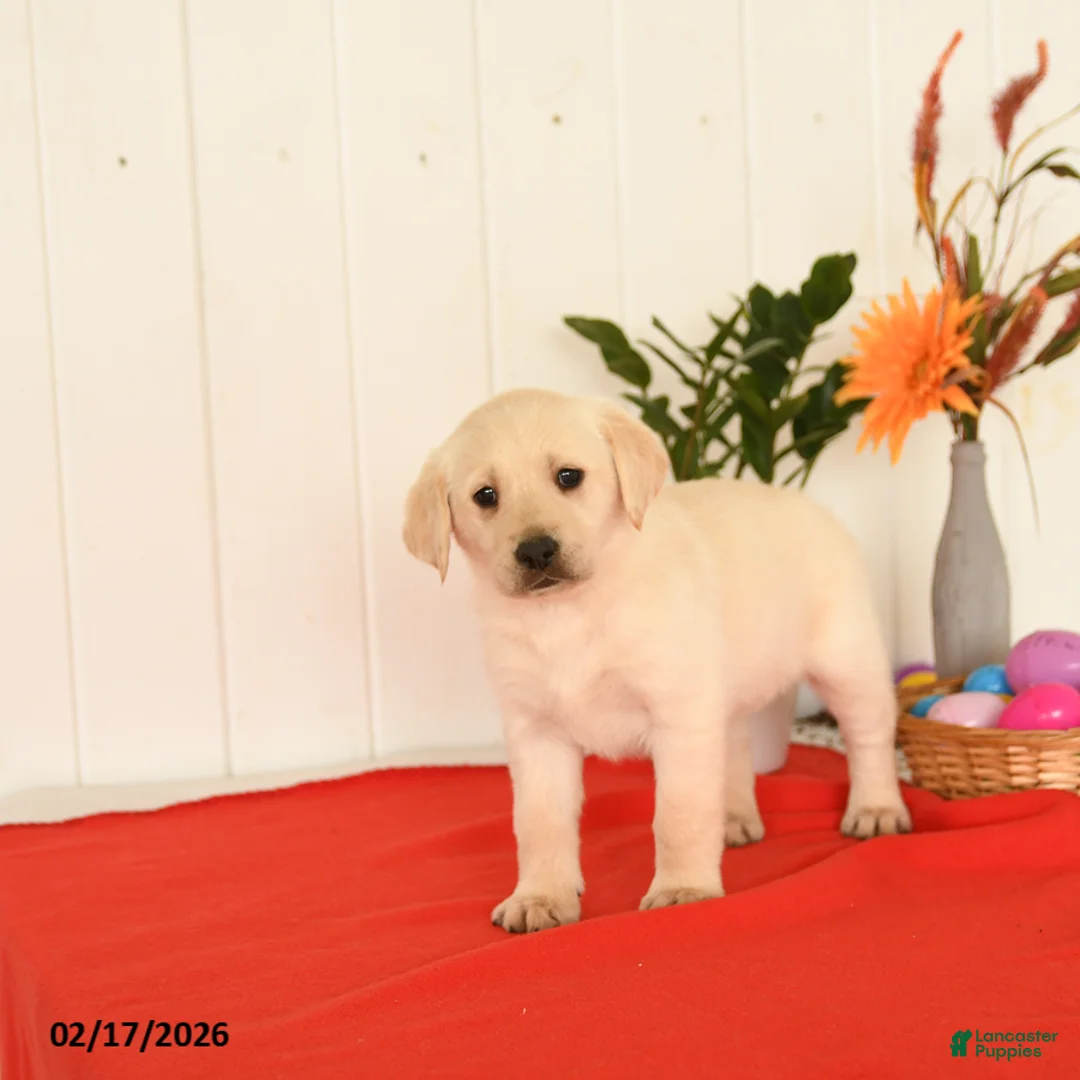 Goldador dogs for sale: Kenya - Ad 5