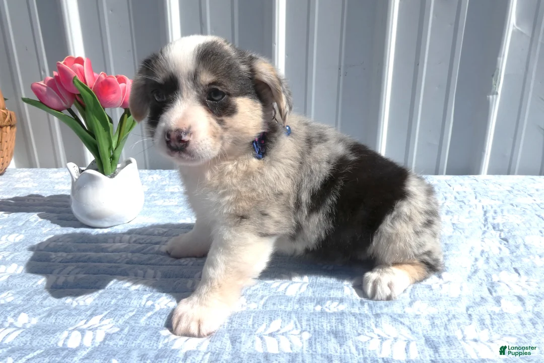 Welsh Corgi Pembroke dogs for sale: Welsh Corgi Pembroke Puppy 3 Scarlet - Ad 1