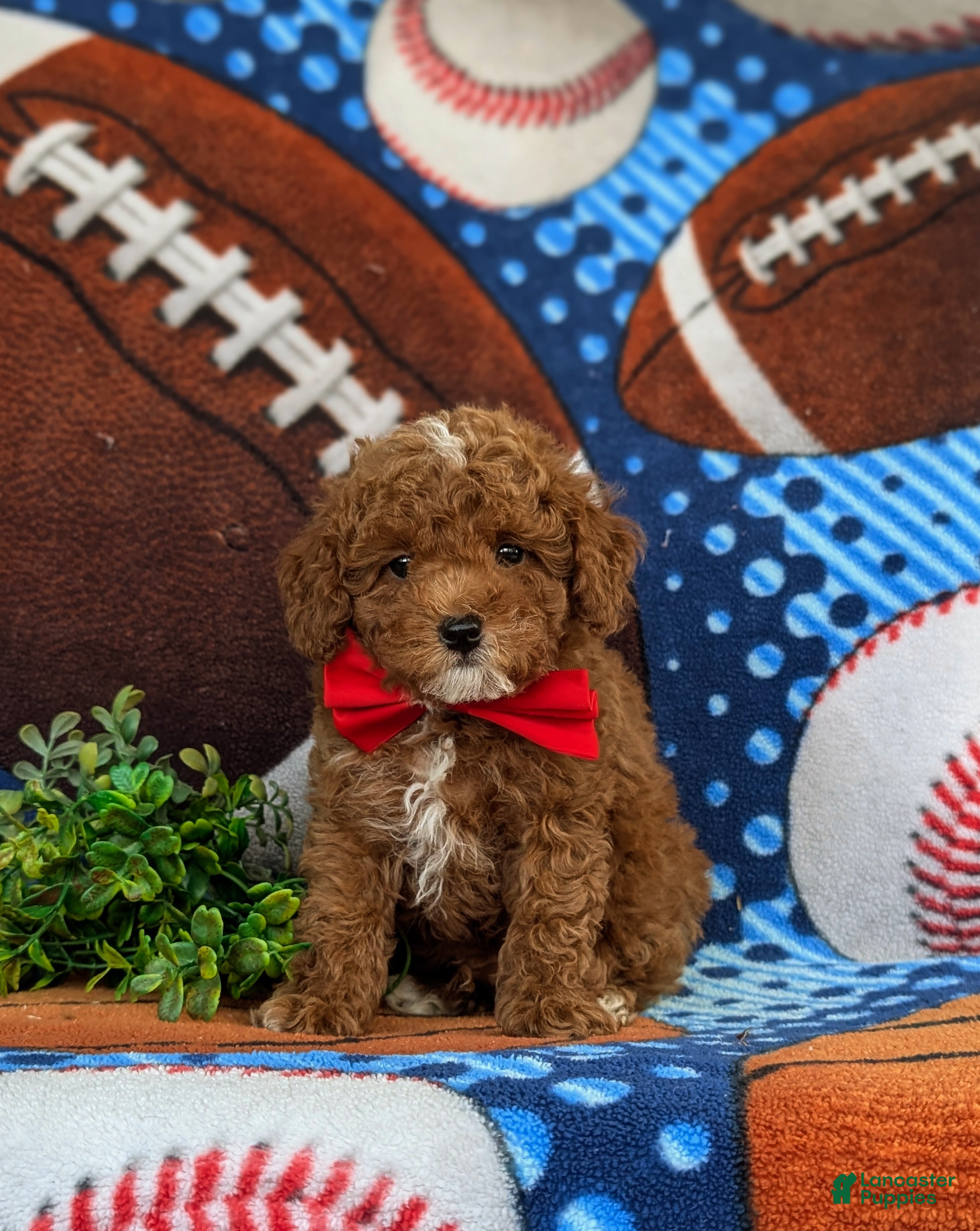 Toy Poodle dogs Sigmund 9 lbs Full Grown - Ad 2