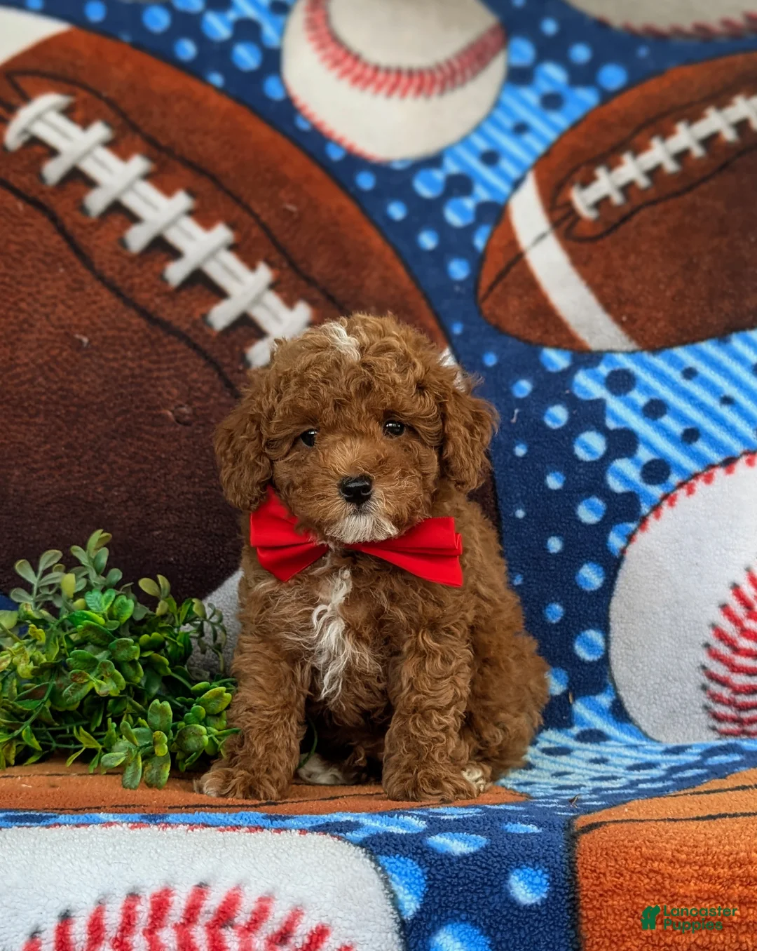 Toy Poodle dogs for sale: Sigmund 9 lbs Full Grown - Ad 2