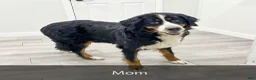 Mini Bernedoodle dogs for sale: Penny - Ad 8