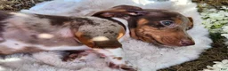 Miniature Dachshund dogs for sale: Bentley  - Ad 11