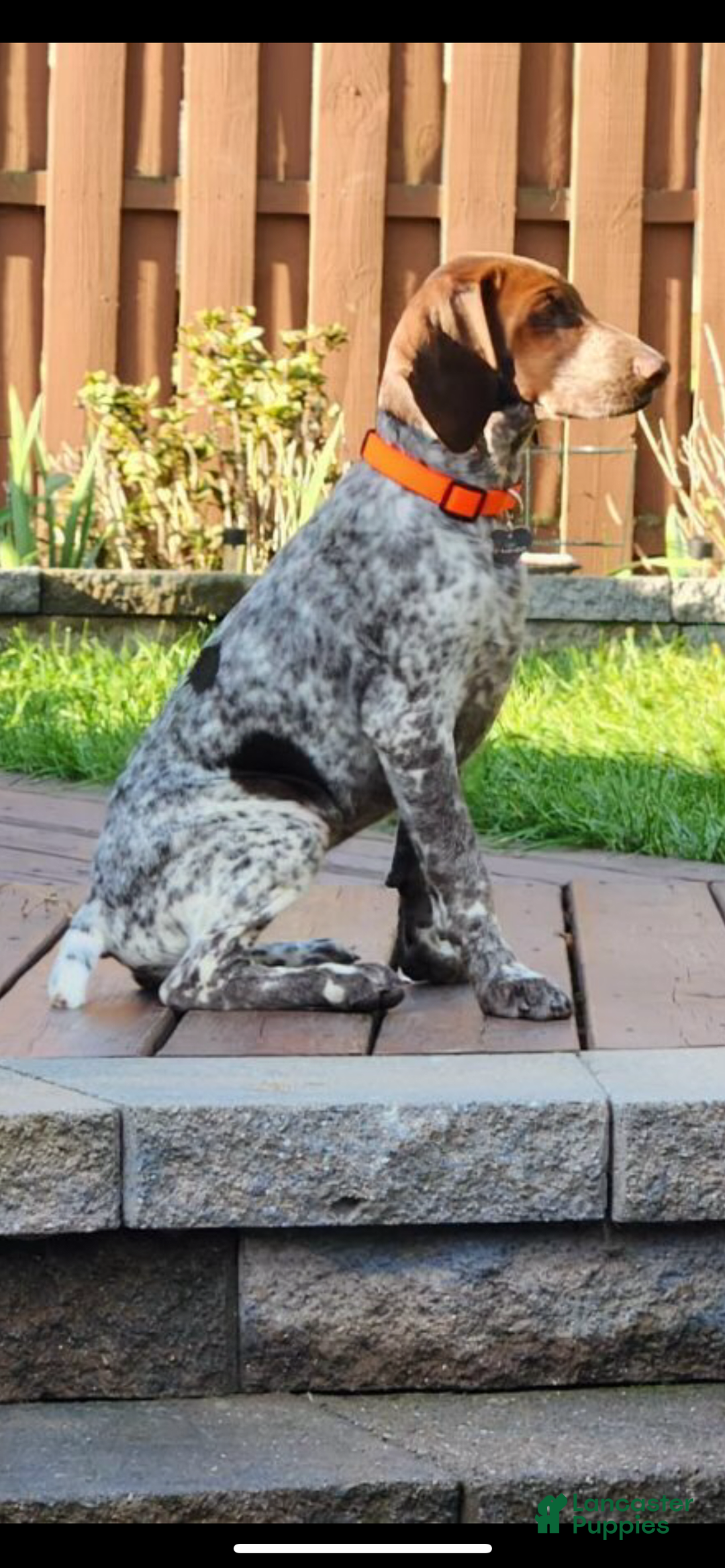 Gallery Image {{count}}