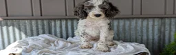 Cockapoo dogs for sale: Heath - Ad 9