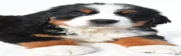 Bernese Mountain Dog dogs for sale: Bailey - Ad 5