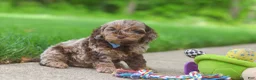 Cockapoo dogs for sale: Quinton - Ad 3