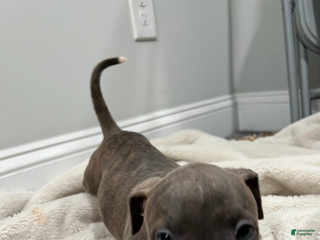 American Pit Bull Terrier dogs - Ad 26