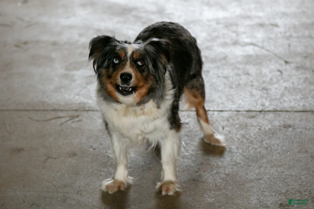 Miniature Australian Shepherd dogs for sale: Scarlet - Ad 4