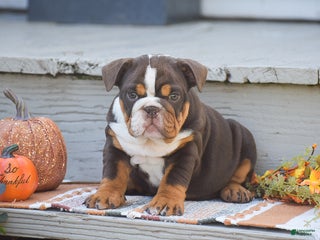 English Bulldog dogs - Ad 24