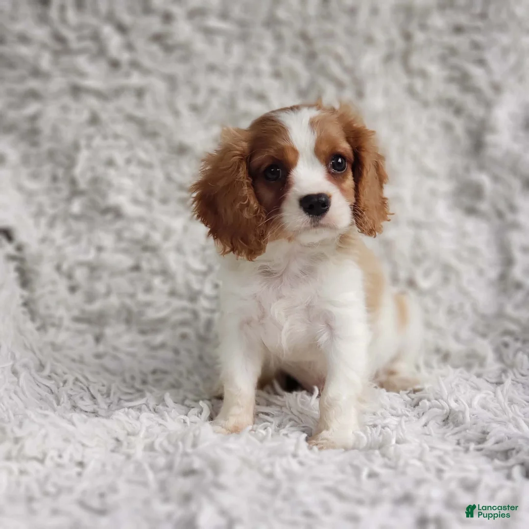 Cavalier King Charles Spaniel dogs for sale: Cavalier King Charles Spaniel 1 - Ad 10