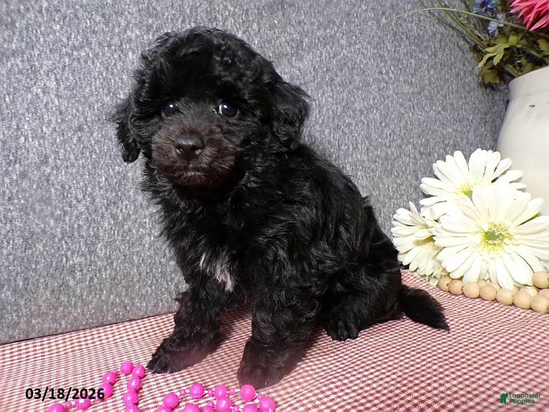 Havapoo dogs for sale: Sona  - Ad 1