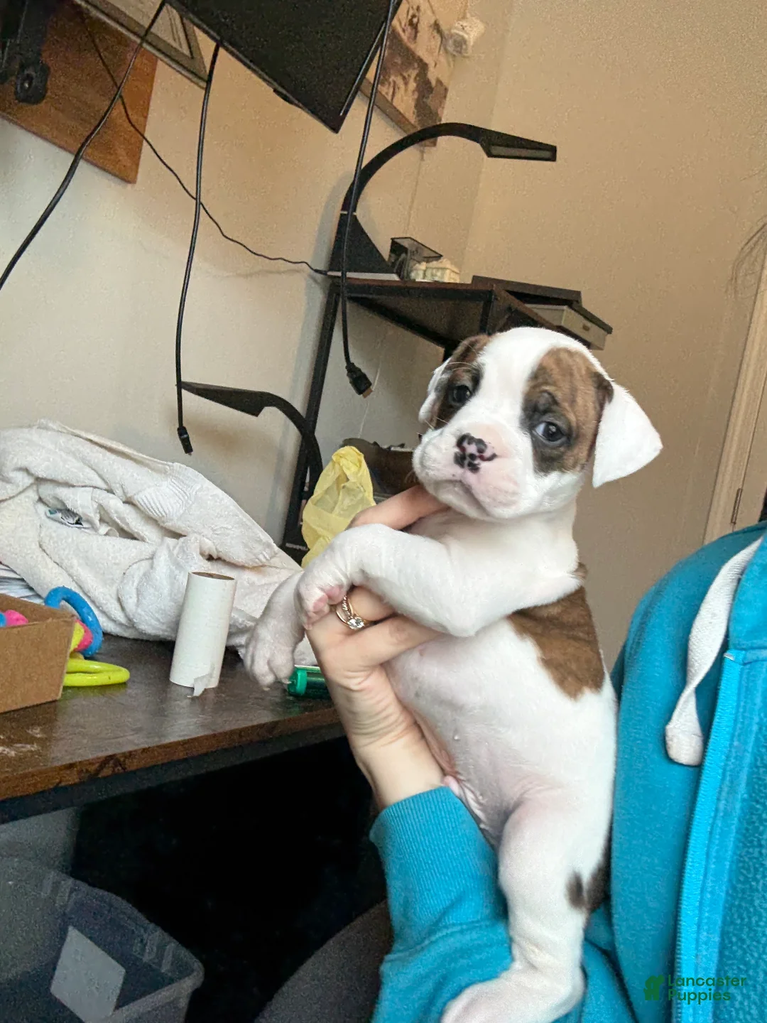 Mixed Breed dogs for sale: Mixed Breed Puppy 5 - Ad 4