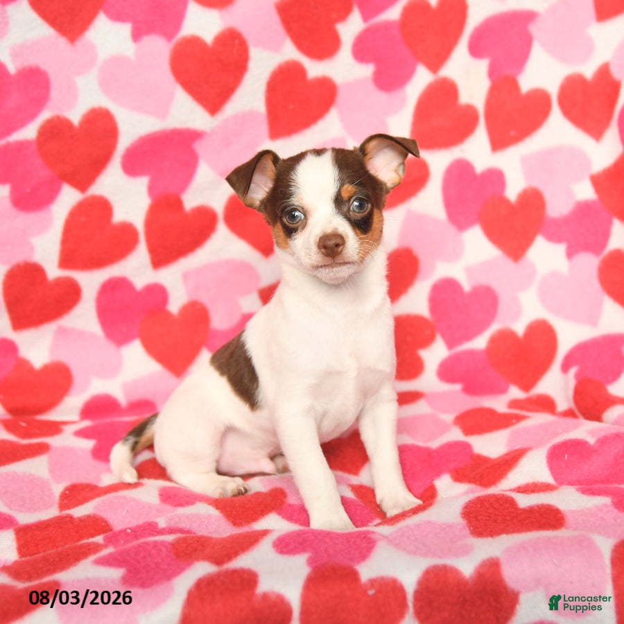 Chihuahua dogs Peanut  - Ad 2