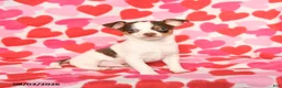 Chihuahua dogs for sale: Peanut  - Ad 2