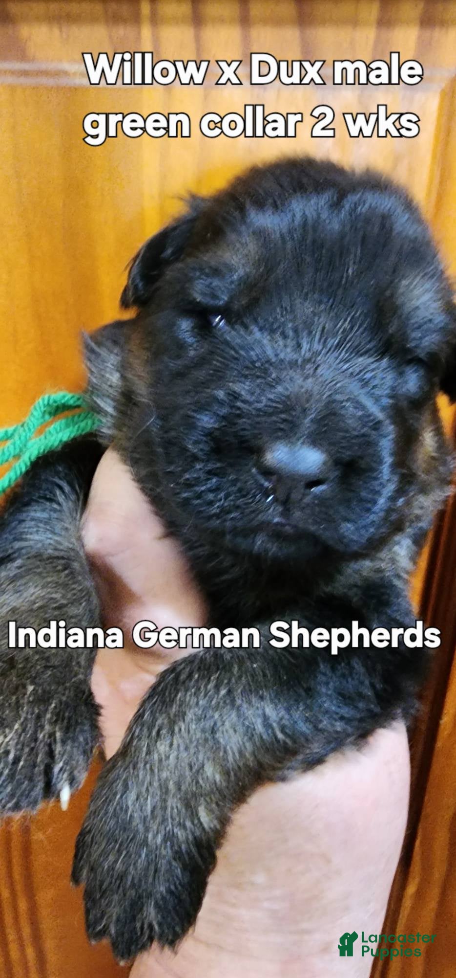 German Shepherd dogs German Shepherd Puppy male green collar - Ad 33