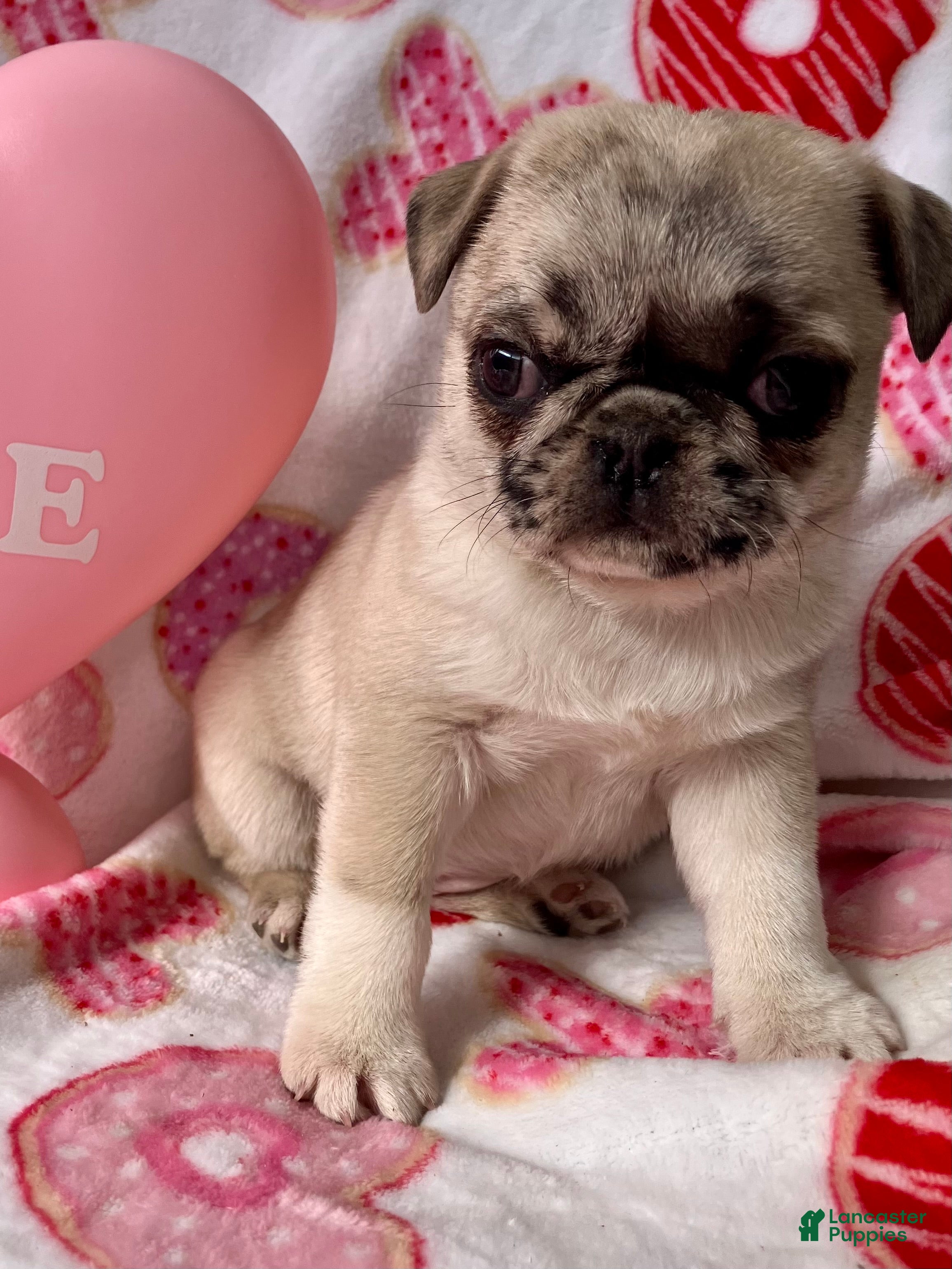 Pug dogs Sky - Ad 34