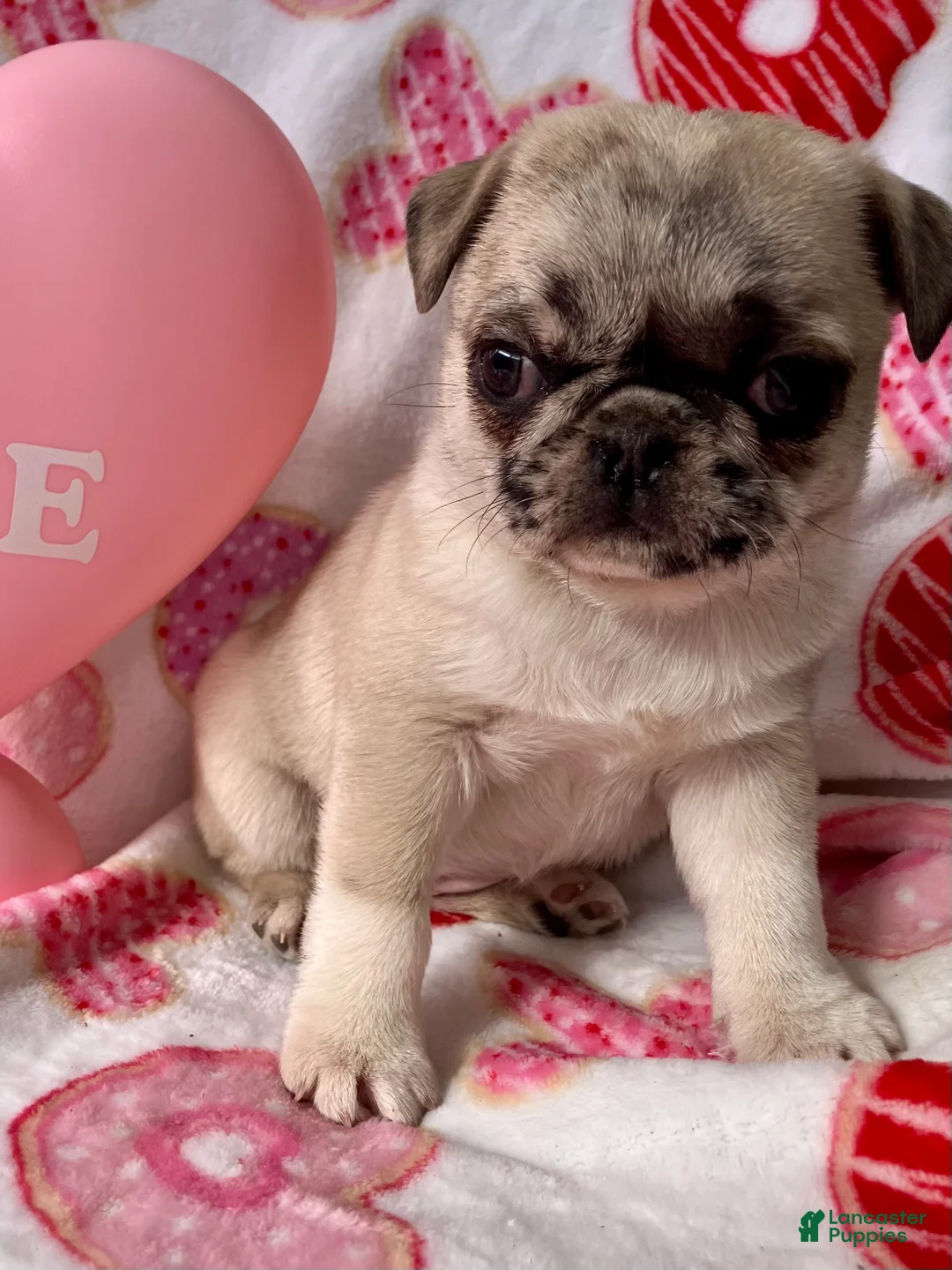 Pug dogs for sale: Sky - Ad 1