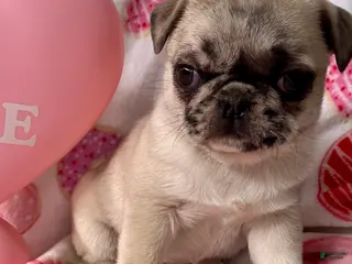 Pug dogs Sky - Ad 27