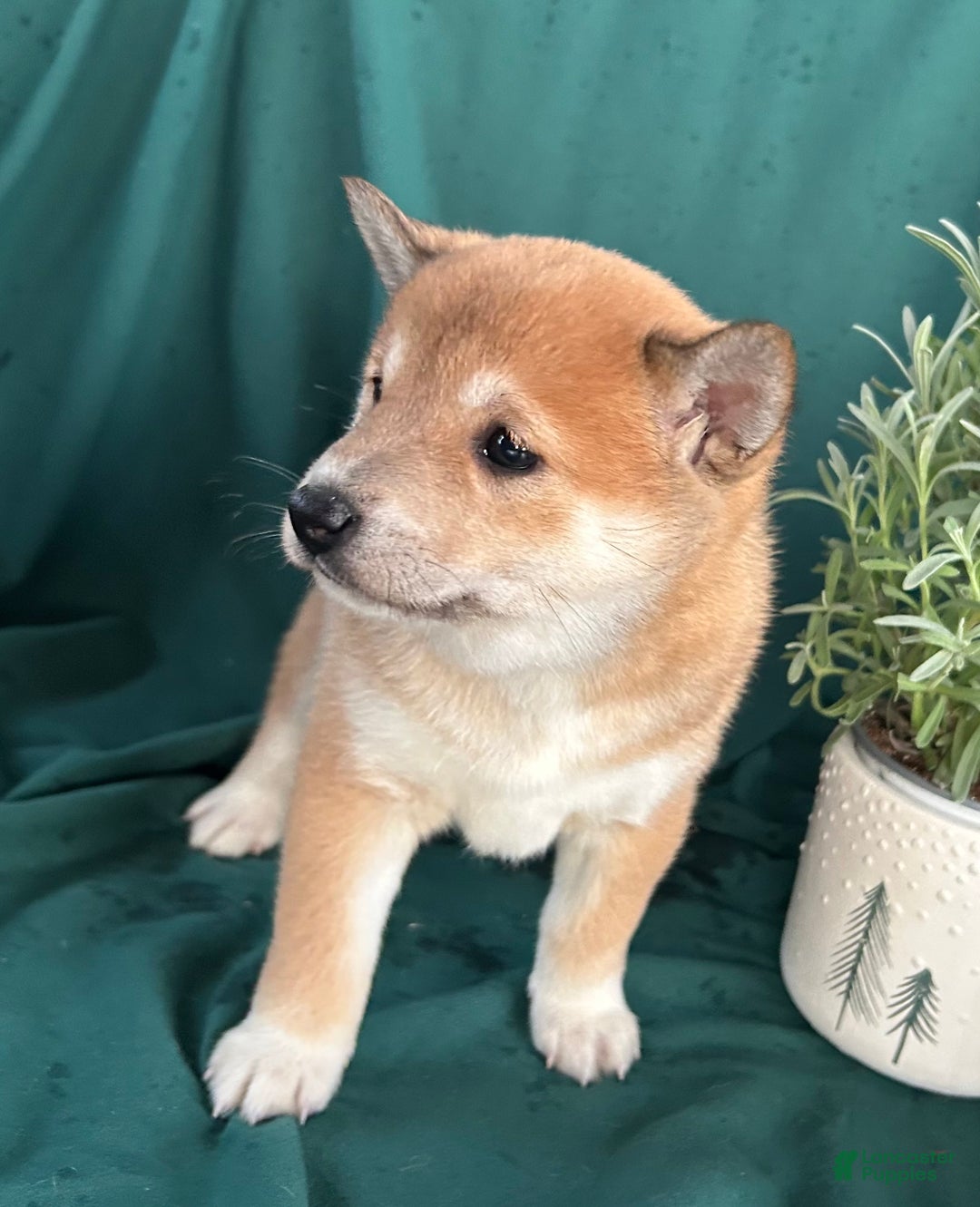 Shiba Inu dogs for sale: Luna - Ad 1