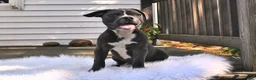 Frenchton dogs for sale: Rover - Ad 10