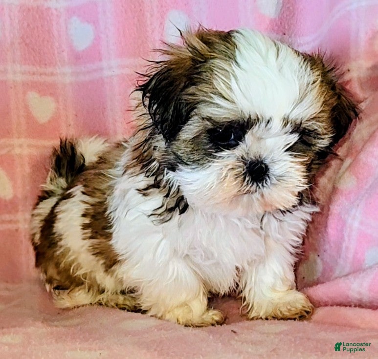 Shih Tzu dogs for sale: Star - Ad 1