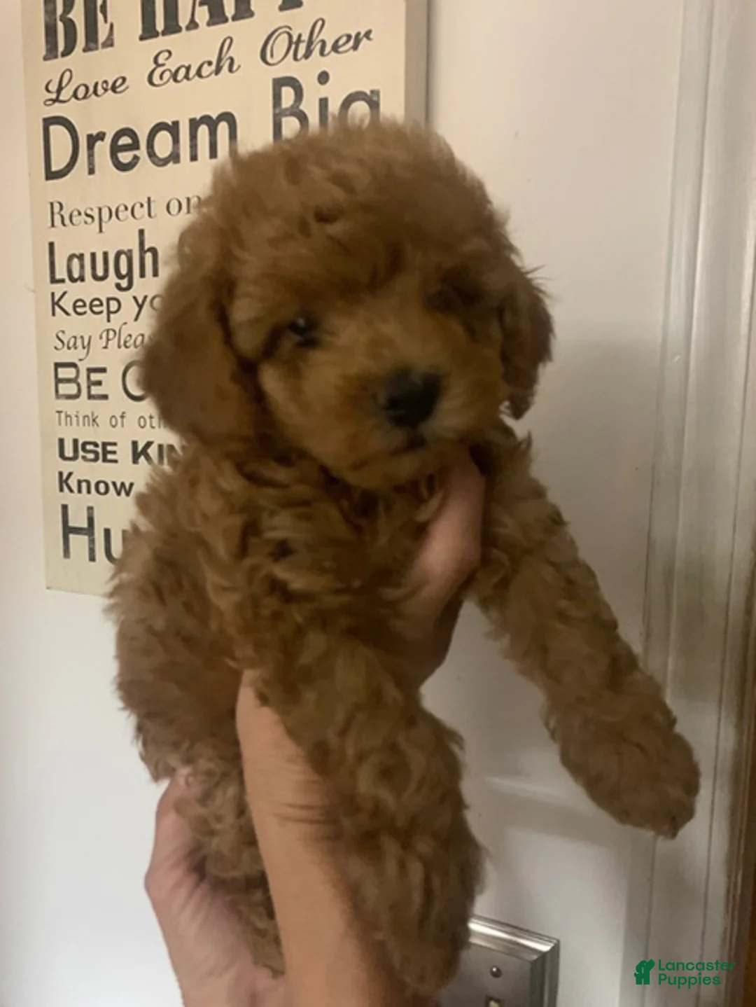 Cockapoo dogs for sale: Cockapoo Puppy 1 - Ad 1