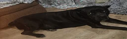 Cane Corso dogs for sale: Cane Corso 1 - Ad 3
