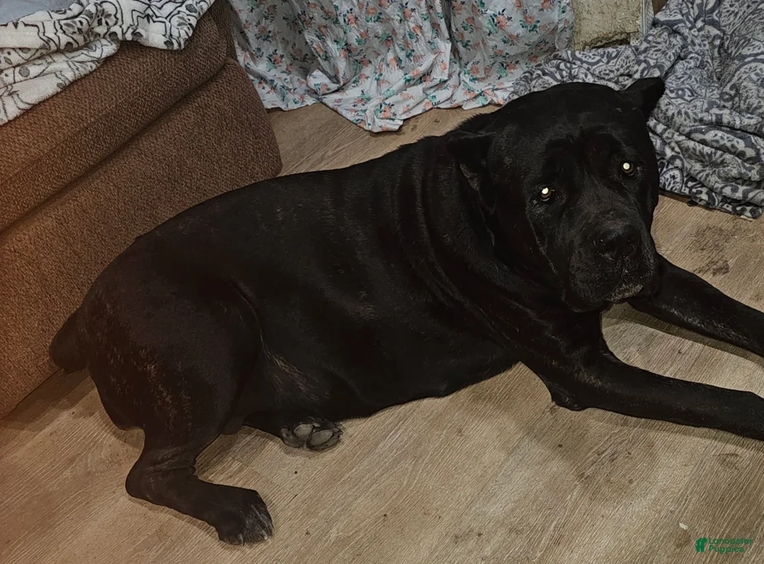 Cane Corso dogs for sale: Cane Corso 2 - Ad 2