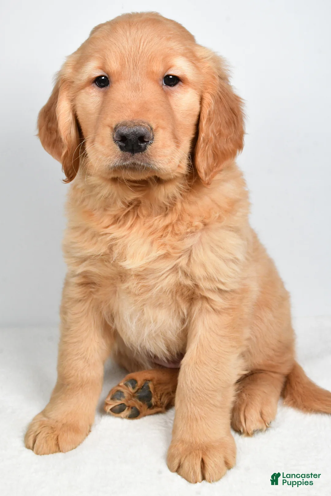Golden Retriever dogs for sale: Ace - Ad 4